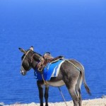 donkey-Gréce