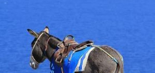 donkey-Gréce